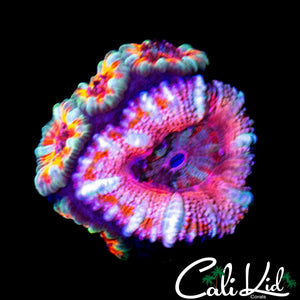 ULTRA RAINBOW ACAN MINI COLONY