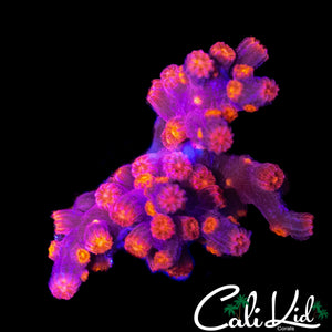 RED BRICK BRANCHING CYPHASTREA