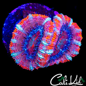 WHITE STRIPE ACAN DOUBLE
