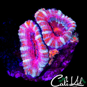 ULTRA ACAN DOUBLE W/ BABIES