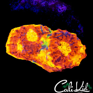 ULTIMATE RAINBOW CHALICE FRAG