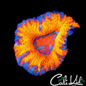 MYSTERY ACAN