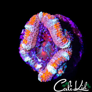 RAINBOW RING ACAN W/ BABIES