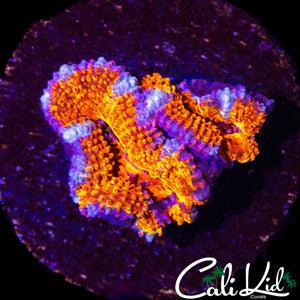 ULTRA ACAN DOUBLE