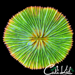 YELLOW MOUTH FUNGIA PLATE