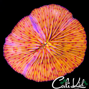 XL PINK TENTACLE PLATE