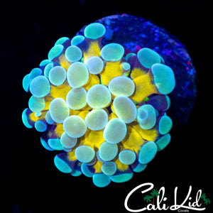 CK INNERLIGHT HAMMER