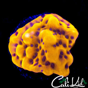 GOLD PHOENIX MONTI