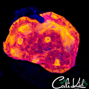 RAINBOW CHALICE MORPH FRAG