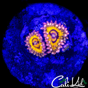STRATOCASTER TYPE ZOA DOUBLE
