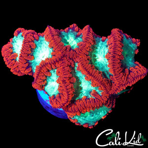 AMAZINGLY BRIGHT BLASTO COLONY
