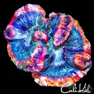 WATER COLOR RAINBOW TRACHY