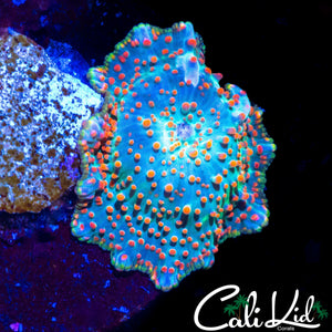 RAINBOW SPOTTED DISCO SHROOM