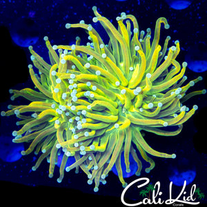 AQUACULTURED BANANA GRAIL TORCH