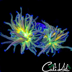 AQUACULTURED BANANA GRAIL TORCH DOUBLE