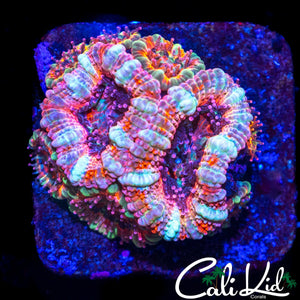 ACAN MORPH MINI COLONY