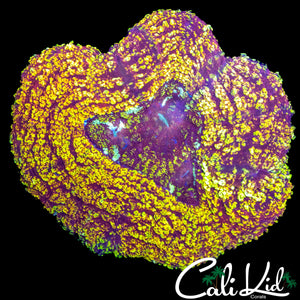 RARE PURPLE / GOLD LOBO