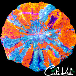 TRI COLOR ACANTHO