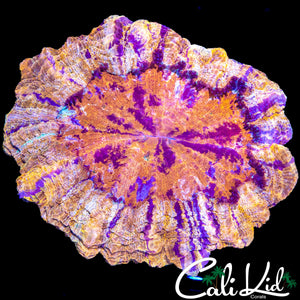 XXXL SHOW SIZE RAINBOW ACANTHO