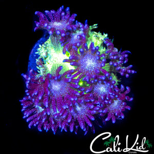 OG GLITTER BOMB GONI