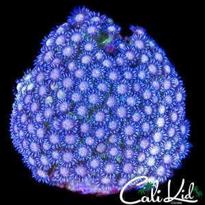RARE GLITTER GONI COLONY