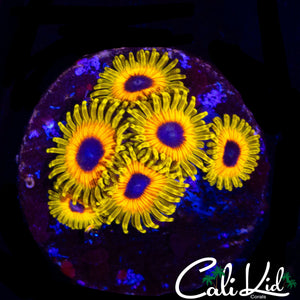 GREAT OWL ZOA MINI COLONY
