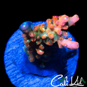CK PINK FUSION ACRO