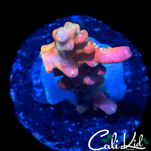 CK PINK FUSION ACRO