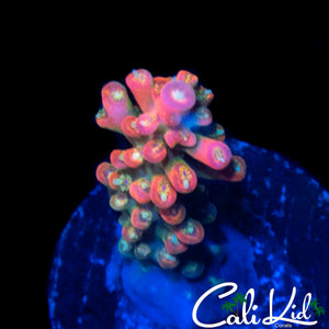 CK PINK FUSION ACRO