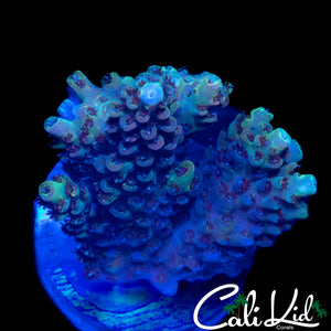 MYSTERY ACRO CHUNK