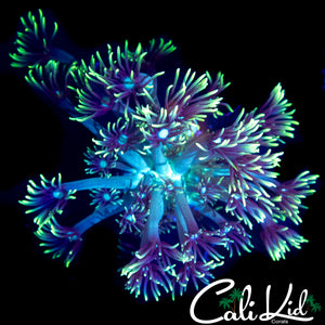XL TENTACLE ULTRA GONI