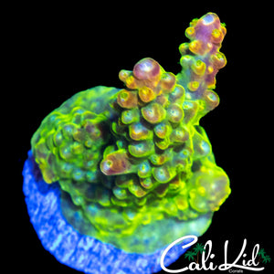 CK OVER THE RAINBOW ACRO