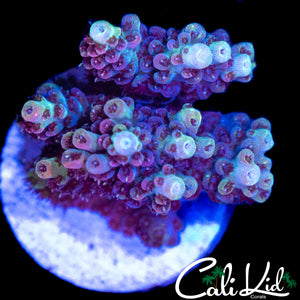 ULTRA RAINBOW ACRO CHUNK