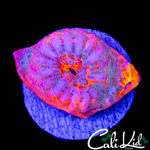 AUSSIE RAINBOW CHALICE FRAG