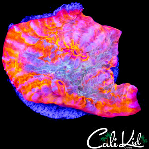 AUSSIE RAINBOW CHALICE FRAG