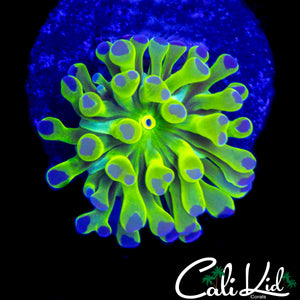 AQUACULTURED BABY RAINBOW BRANCHING HAMMER