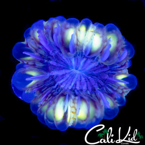 TRANSLUCENT CYNARINA