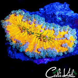 XXL BLINDING BUBBLE YUMA