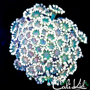 BI COLOR ALVEOPORA