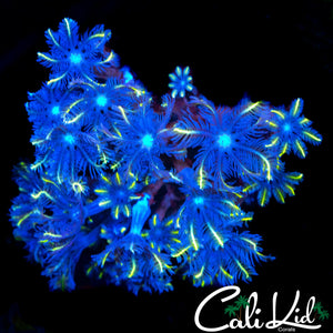 FIREWORKS CLOVES CHUNK