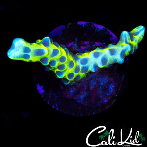 RRC GRAFTED DOUBLE GOLDEN ROD ANACROPORA
