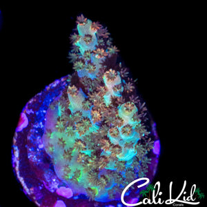 CK UNRELEASED RAINBOW ACRO