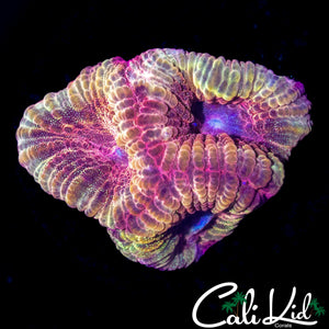 RARE RED SPECKLED FAVIA