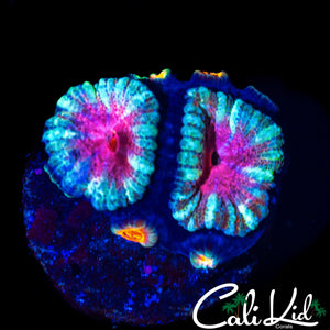 ULTRA ACAN DOUBLE W/ BABIES
