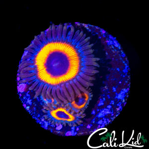 MYSTERY ZOA TRIPLE