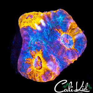 RAINBOW SWIRL CHALICE