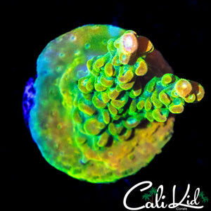 ULTIMATE RAINBOW ACRO