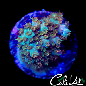 CHUNK UNRELEASED RAINBOW ACRO