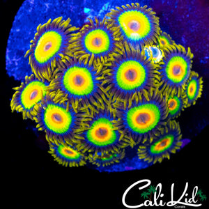 RASTA ZOA COLONY