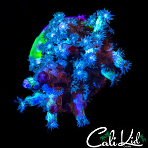 CK BRANCHING CYPHASTREA